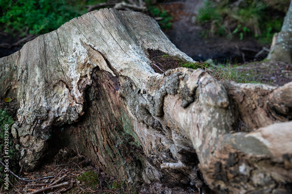 Fototapeta premium old tree trunk
