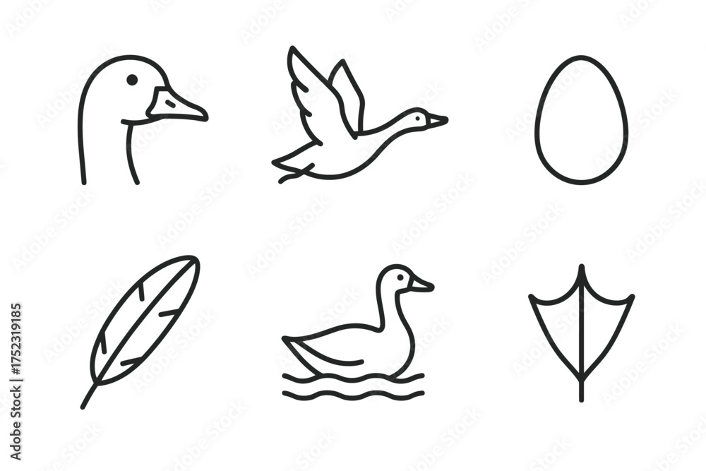 Obraz premium Duck icons: bird, flight, egg, feather, swimming, webbed foot symbols