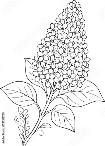 Elegant lilac flower coloring page isolated on white background
