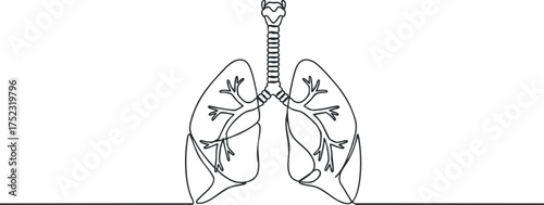 Illustration of human lungs showing detailed anatomical structure and airways for educational purposes.