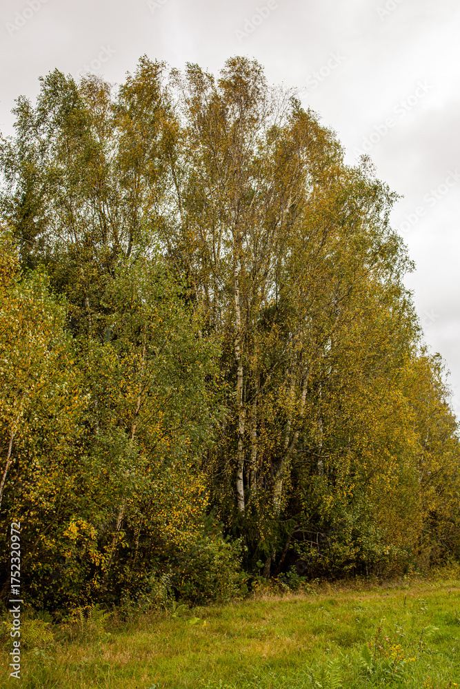 Fototapeta premium golden autumn in poland, european autumn in nature, priory autumn landscape, autumn forest, autumn colors in the forest