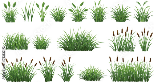 Green grass, reed plants, cattails, botanical illustration, nature elements, landscape design, stylized tufts, vector foliage, seasonal flora, digital art reference