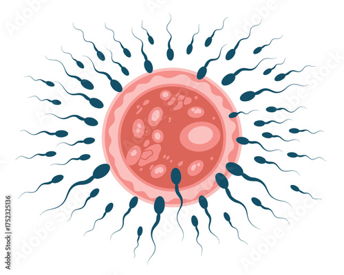Sperm surrounding and fertilizing a human egg cell illustration