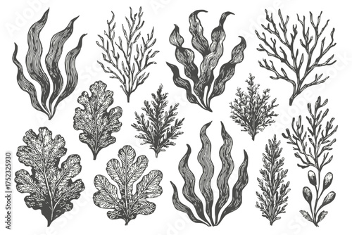 Seaweed Botanical Illustration Set in Black and White for Marine Design