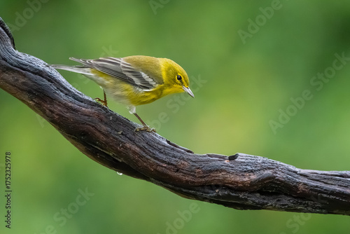 A pine warbler perched in the forest