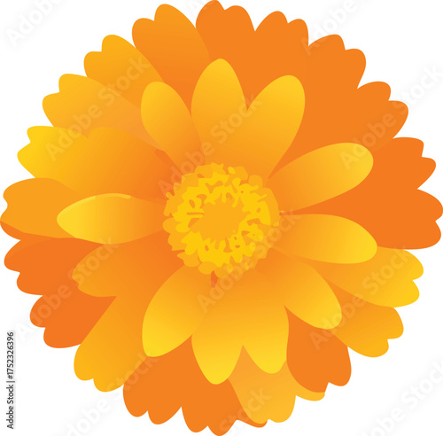A vibrant, top-down view of a bright orange marigold flower with layered petals and a textured center.