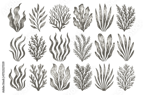 Black and White Seaweed Illustration Set for Botanical and Marine Design
