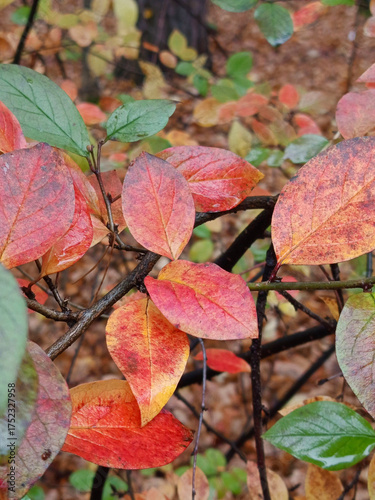 red and orange leaves on a tree branch in the forest in autumn