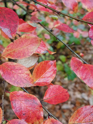 red and orange leaves on a tree branch in the forest in autumn