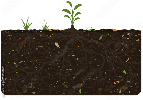 Plant with Roots in Soil Illustration.