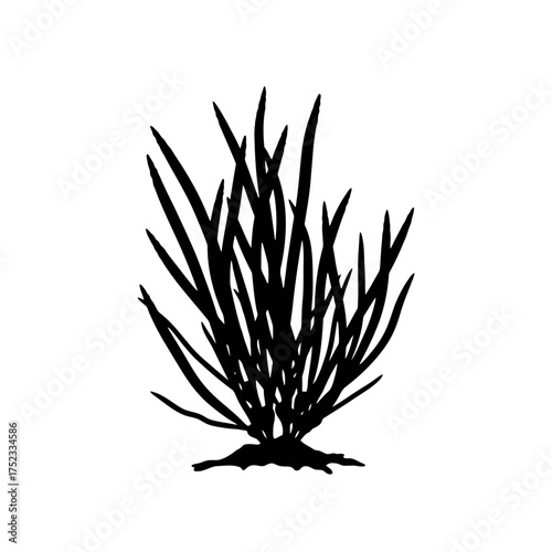 Black silhouette of a grassy plant isolated on white background silhouette