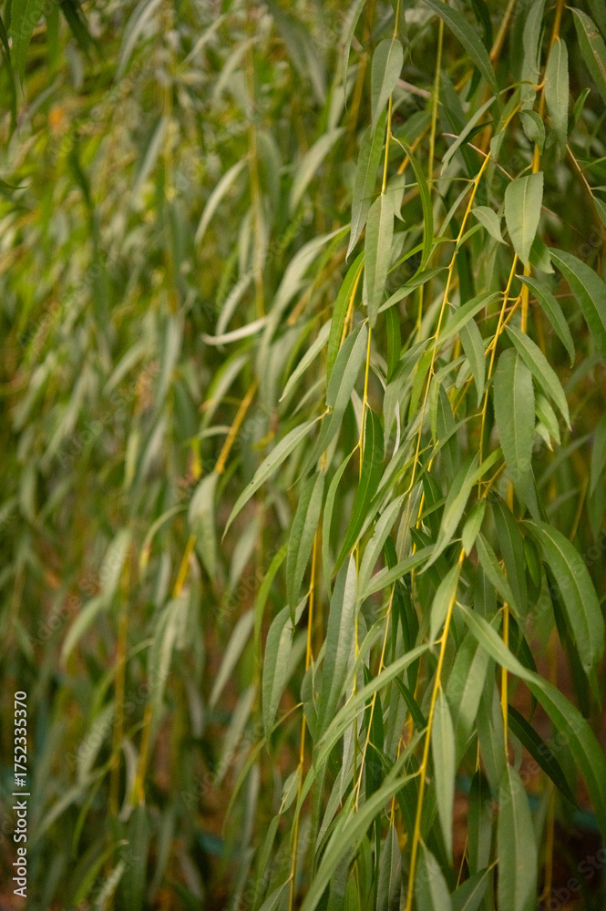 Obraz premium Weeping willow branches