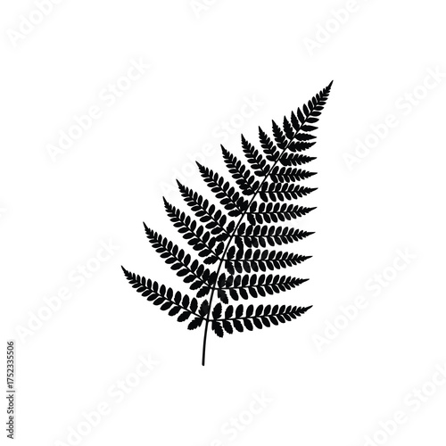 Fern Frond Silhouette – Detailed Botanical Foliage Vector