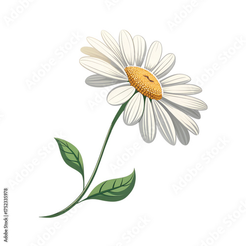 Stylized Vector Illustration of a Single Daisy Flower on a Stem, White background