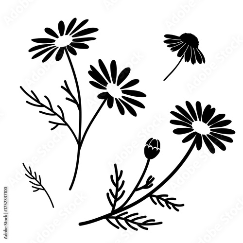 Stylish vector set of chamomile flower silhouettes (Matricaria chamomilla) in black and white, perfect for design, decor, and natural cosmetics.