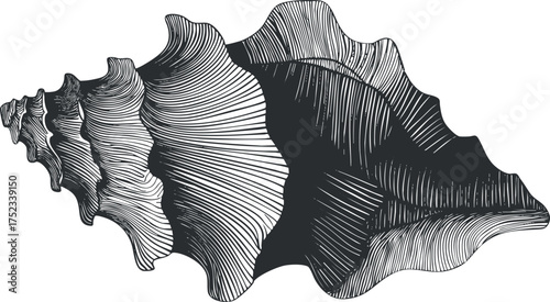 Detailed black and white illustration of a conch shell with intricate line patterns.