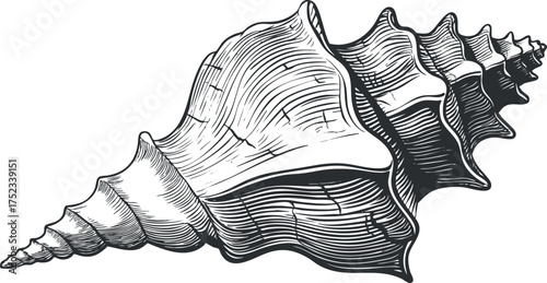 Intricate black and white illustration of a conch shell with detailed patterns and textures.
