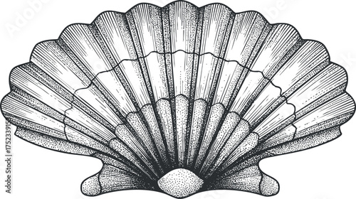 Intricate black and white illustration of a scallop seashell, showcasing detailed lines and patterns.