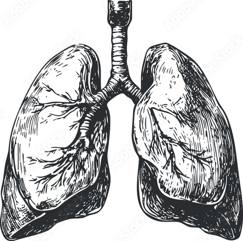 Detailed black and white illustration of human lungs, showcasing anatomical structure for educational purposes.