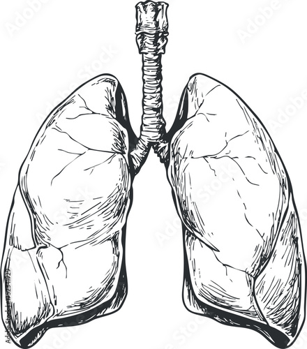 Detailed black and white sketch of human lungs, showcasing anatomical structure for educational purposes.