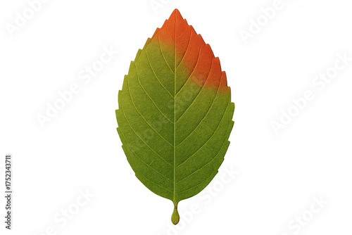 Green leaf turning orange, symbolizing autumn, seasonal change, growth, and the cycle of nature