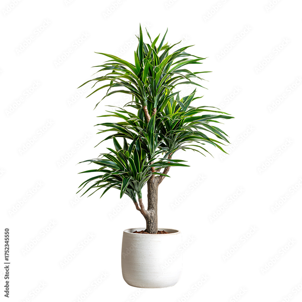 Fototapeta premium EternaLeaf Dracaena Tree