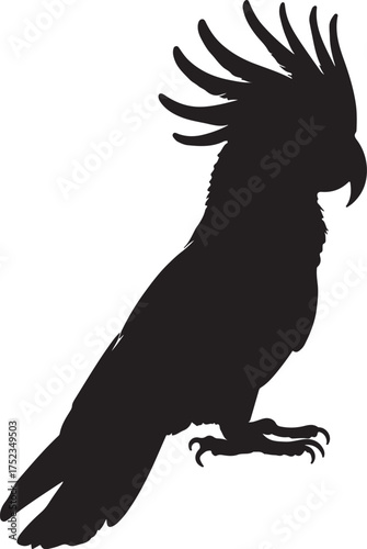 Black cockatoo silhouette perched bird silhouette crest