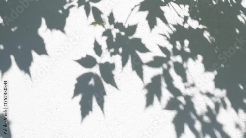 Tree Leaves Shadow on White Wall Waving in the Wind