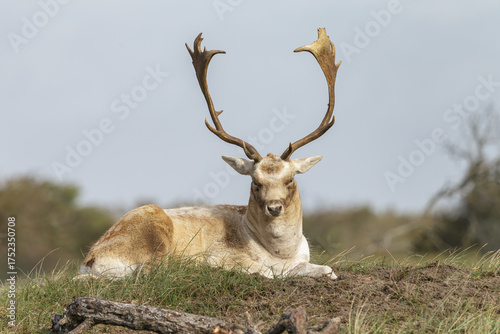 Fallow deer lying down