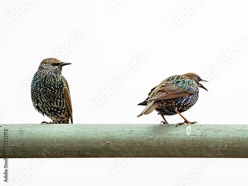 Wallpaper Mural Stare in Beobachtung Torontodigital.ca