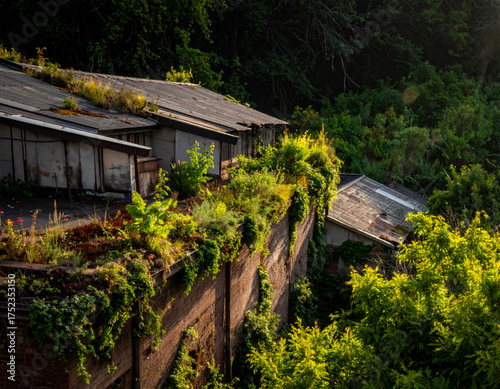 Lush Greenery Reclaiming Abandoned Industrial Rooftops