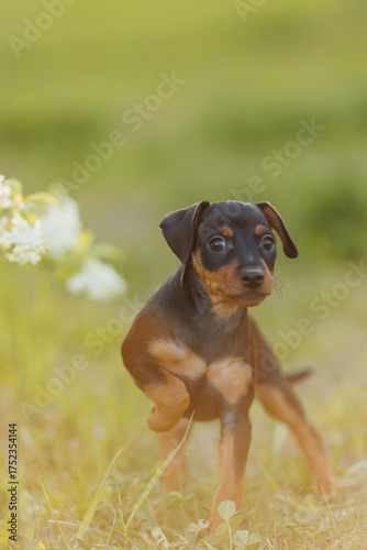Tsverg Pinscher puppy in the park in spring