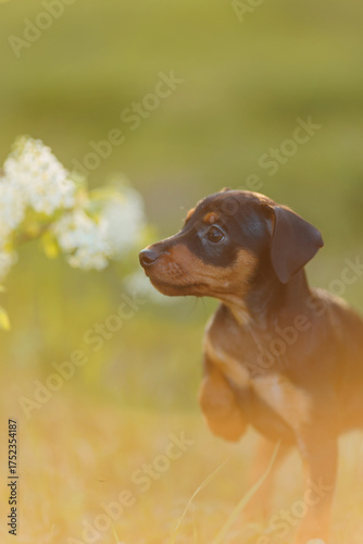 Tsverg Pinscher puppy in the park in spring