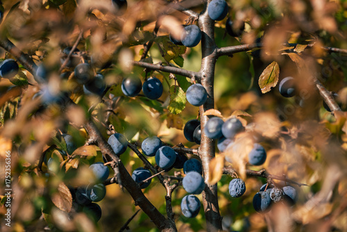 Photos Ripe blue sloe berries of Prunus spinosa on a bush with autumn leaves