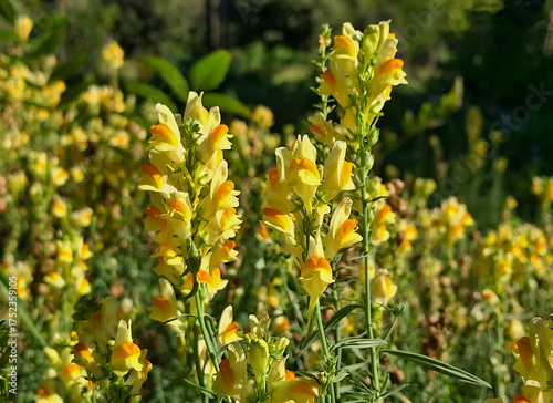 Macro of long-stemmed flowers gilded by the sun on a soft background in the countryside