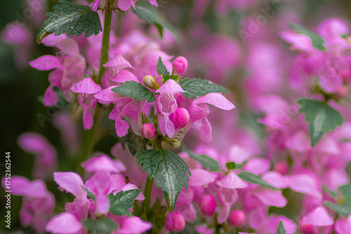 Pink garden bush flower at dusk