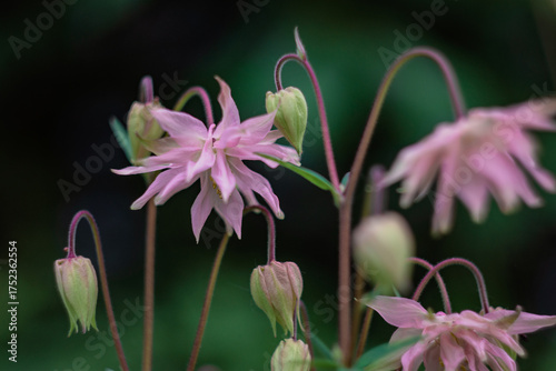Pink garden bush flower at dusk