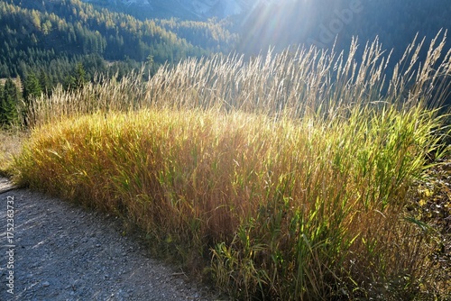 autumn grass in the mountains (alps)