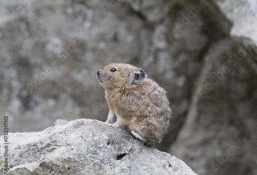 American Pika (Ochotona princeps) perched on a rock