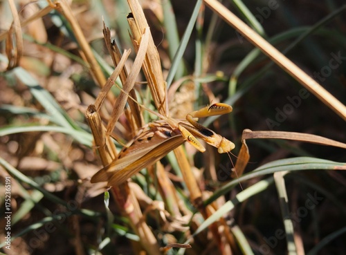 European Mantis (Mantis religiosa) camouflaged in the grass
