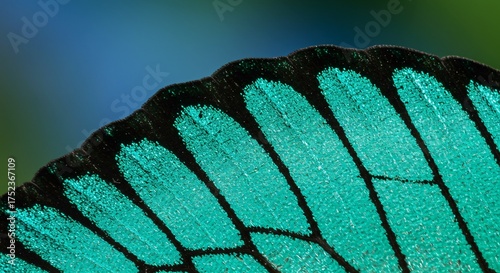 Emerald butterfly wing: macro detail