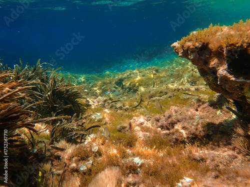 Wallpaper Mural Green Algae growth in a still water pond. Algae and cyanobacteria are simple, plant-like organisms that live in water. "blue-green" algae, which develop at surface of lake and river. Torontodigital.ca