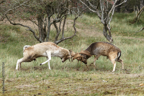 Two beautiful fallow deer are fighting in the rutting season, fighting for a female