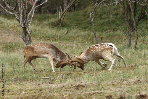 Two beautiful fallow deer are fighting in the rutting season, fighting for a female