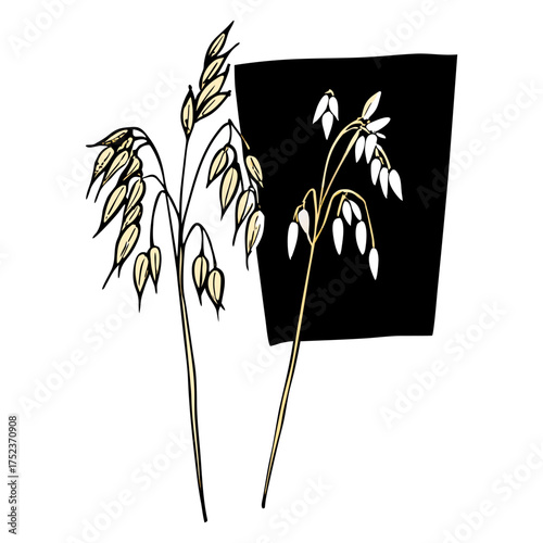 Two sprigs of golden oats are depicted against a dark brown backdrop. The oats, rendered in a stylized watercolor illustration, exhibit a warm, inviting palette of yellows, golds, and creams. The left