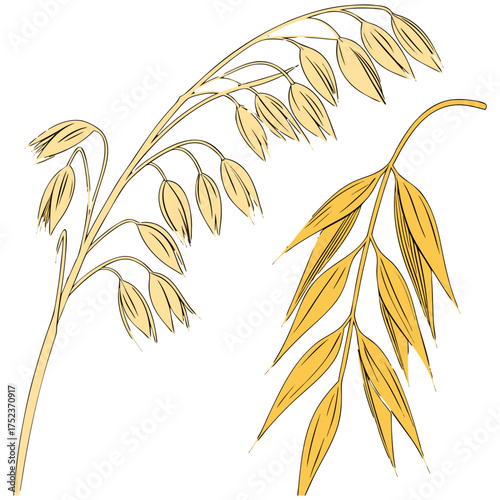 Two sprigs of golden oats are depicted against a dark brown backdrop. The oats, rendered in a stylized watercolor illustration, exhibit a warm, inviting palette of yellows, golds, and creams. The left
