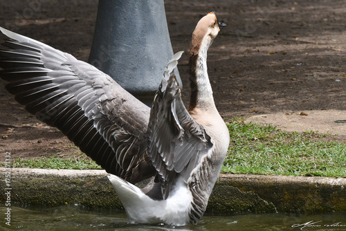 Ganso se banhando mostrando a beleza de suas asas no lago do jardim do Museu da República - RJ 