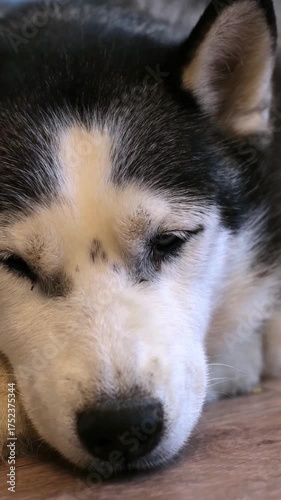 Lying exhausted, the sick older dog is breathing heavily. The owner's best devoted friend and companion. A family member. Fluffy baby. The dog is dying. an aging dog. Dog Appreciation Day