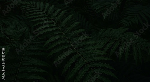 Dark green fern leaves in a forest with a shallow depth of field, creating a moody and atmospheric natural background