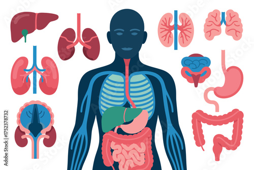 Illustration of human internal organs and skeletal system
